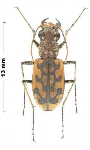 Réf. 245 397 : Lophyra cancellata